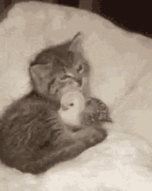 cute friends snuggle cat