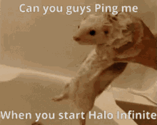 Halo Halo Infinite GIF - Halo Halo Infinite Ferret GIFs