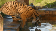 reaching for something keeping a sumatran tiger healthy nat geo wild i cant get it i wanna get something underwater