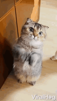 Cat Begging Viralhog GIF - Cat Begging Viralhog Cute Cat GIFs