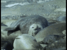 Elephant Seal Running GIF - Elephant Seal Running Run GIFs