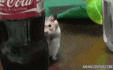 Hamster Watching GIF - Hamster Watching Stare GIFs