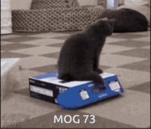 mogcat cat