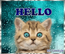 Mrgeekyle Hello GIF - Mrgeekyle Hello Hello Cat GIFs
