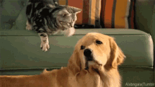 Scuze GIF - Cat Dog Pet GIFs