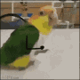 dancing-bird.gif