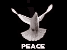 Flying Dove Animation Gifs Tenor