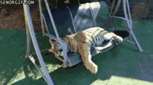 Lazy Tiger GIF - Lazy Tiger Chill GIFs