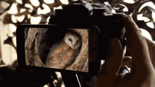 filming an owl robert e fuller wildlife photography observing an owl using a camera