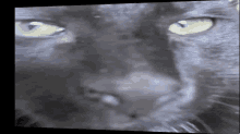 Cat Mood GIF - Cat Mood Moai GIFs