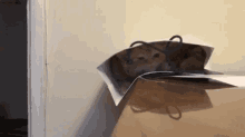 cat bag fall collapse i regret nothing cat bag fall collapse i regret nothing