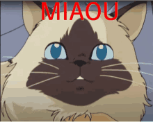 Miaou Povtype GIF - Miaou Povtype Cat GIFs