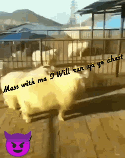 Animals Funny GIF - Animals Funny Sheep GIFs
