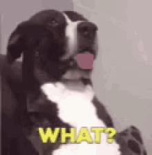 What Cosa GIF - What Cosa Cane GIFs