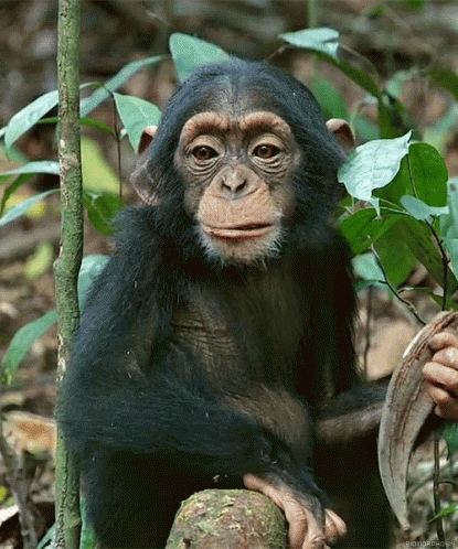 monkey-eating.gif
