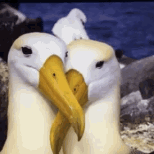 Albatross Courtship GIF - Albatross Courtship Lifestory GIFs
