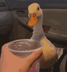 Duck Drinking GIF - Duck Drinking Drink GIFs