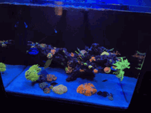 reeftank corals aquarium nanoreef jbj45