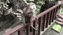 Monkey Funny Annimals GIF - Monkey Funny Annimals GIFs