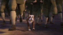 running run stubby sgt stubby stubbymovie running run stubby sgt stubby stubbymovie