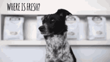 Brit Pet Food Brit Fresh GIF - Brit Pet Food Brit Fresh Fresh Meat GIFs