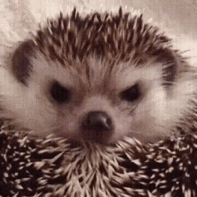 hedgehog cute animal wink