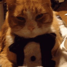 Romeo Cat GIF - Romeo Cat Ginger GIFs