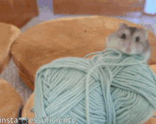 Hamster Cute GIF - Hamster Cute Yarn GIFs