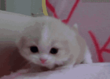 Baby Kitten GIF - Baby Kitten Meow GIFs