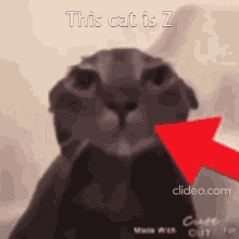 This Cat Is Z GIF - This Cat Is Z GIFs