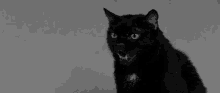 Black Cat Meow GIF - Black Cat Meow Angry GIFs