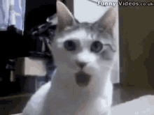 Wow Cat GIF - Wow Cat Kitty GIFs