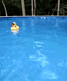 Ducky GIF - Ducky GIFs