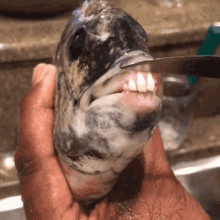 Fish Teeth GIF - Fish Teeth Foxmel GIFs