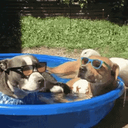 Hot Dog GIF - Hot Dog Dog Days Of Summer - Discover &amp; Share GIFs