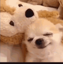 Dog Sleeping GIF - Dog Sleeping Cuddle GIFs