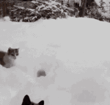 Cats Snow GIF - Cats Snow GIFs