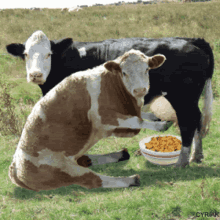 milking cereal