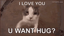 Hug Your Cat Day U Want Hug GIF - Hug Your Cat Day Hug Cat GIFs