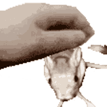 jerboa