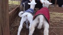 Shake That Thang GIF - Lamb Sheep Babies GIFs