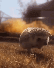 explosion run danger hedgehog explosion run danger hedgehog