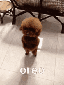 Oreo GIF - Oreo GIFs