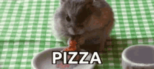 pizza munch nibble rat