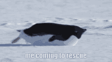 Penguin Rescue GIF - Penguin Rescue GIFs