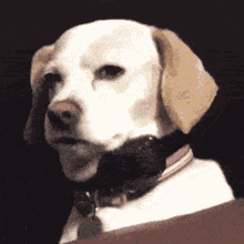 Suspicious Dog GIF - Suspicious Dog Squinting GIFs