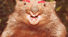 Wolle Wombat Garstig GIF - Wolle Wombat Wombat Garstig GIFs