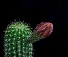 Cactus Blooming GIF - Cactus Blooming Flower GIFs
