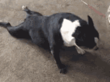 boston terrier yoga dog puppy