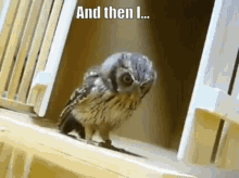 Owl did i miss gif it How the